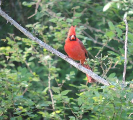 N Cardinal