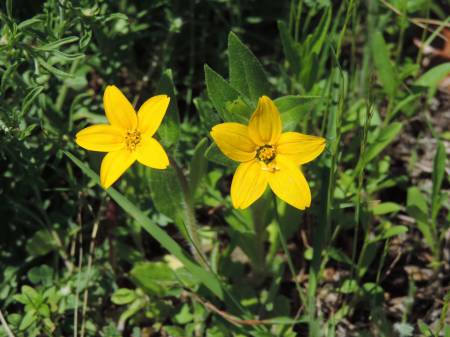 Yellow flowers NWR