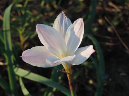 White flowers McKinney