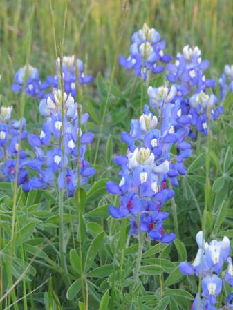 Lupine Blue bonnets