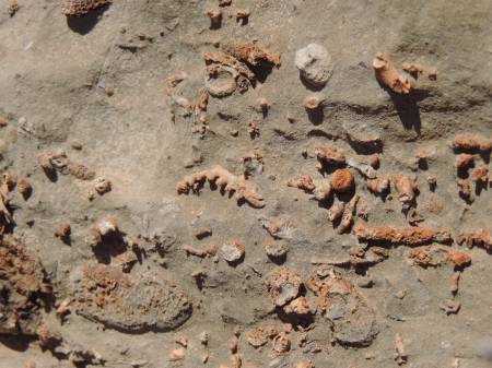 Guadalupe Fossil 1