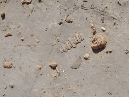 Guadalupe fossil 2