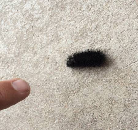 Wooly Worm