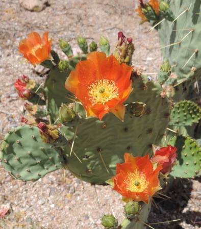 Usery cactus