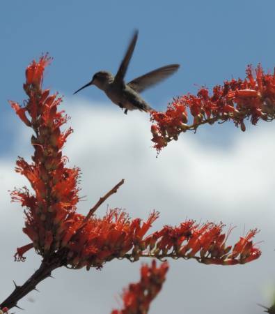 Usery Ocotillo &amp; Hummingbird