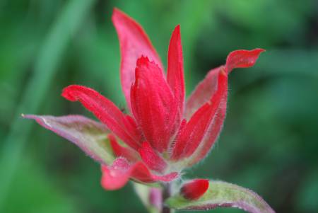 Paintbrush