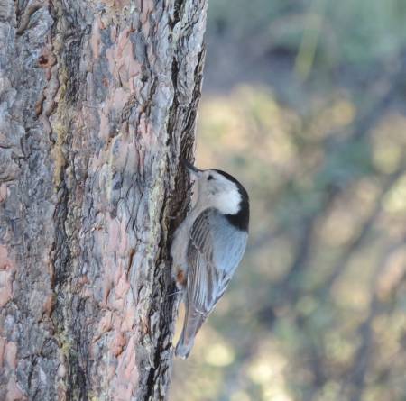 White-breasted Nuthatch