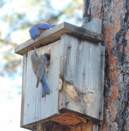 Bluebird pair - Prescott