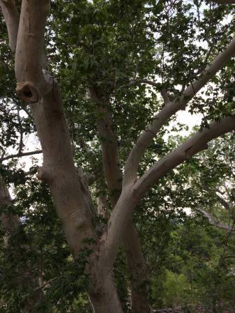 Mont. Castle cottonwoods