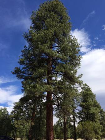 Ponderosa Pine - Flagstaff