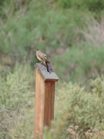 Say's Phoebe