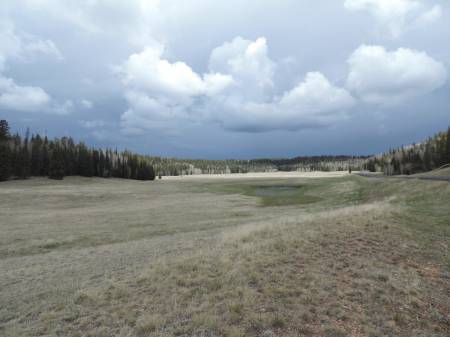 Kaibab Plateau towards N Rim