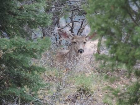 Mule Deer