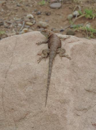 Spiny Lizard - Lee's Ferry