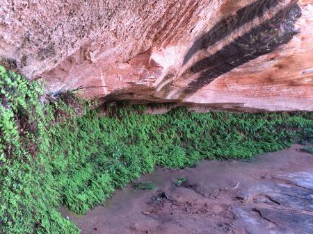Hanging Gardens -up close