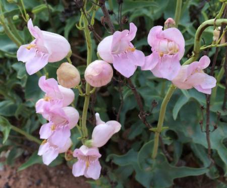 Penstemon - Pipe Spring NM Hdqtrs