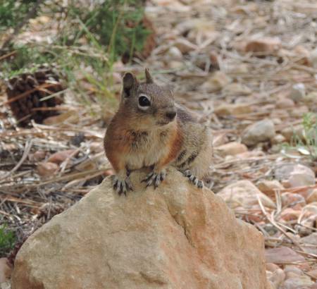 Golden-mantled GS Red Canyon
