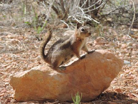 Golden-mantled GS-Red Squirrel
