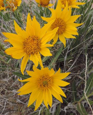 Hanksville flowers