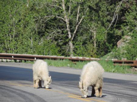 US 89 Mountain Goats