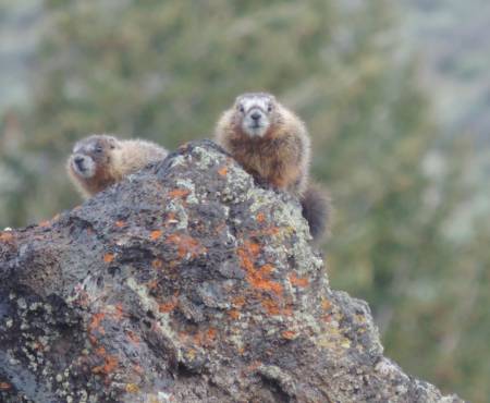 Ylw Bld Marmot - Cr of Moon