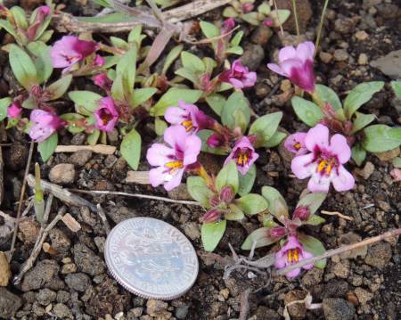 Cr of Moon - Dwarf Monkeyflower