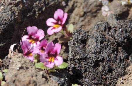 Cr of Moon - Dwarf Monkeyflower