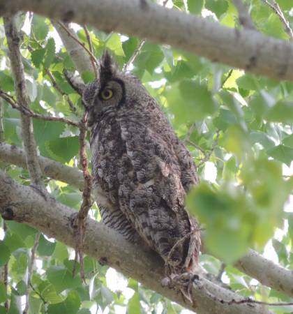 Owl parent OR