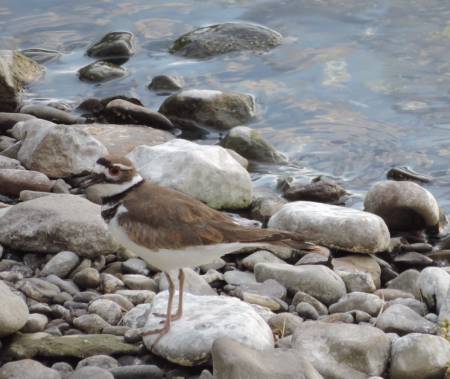 Killdeer