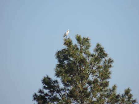 Treed Great Egret