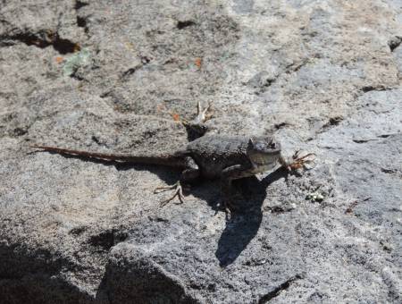 W Fence Lizard