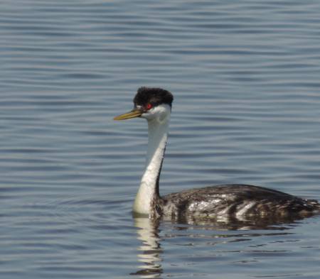 Western Grebe