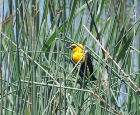 Yellow-headed Blackbird