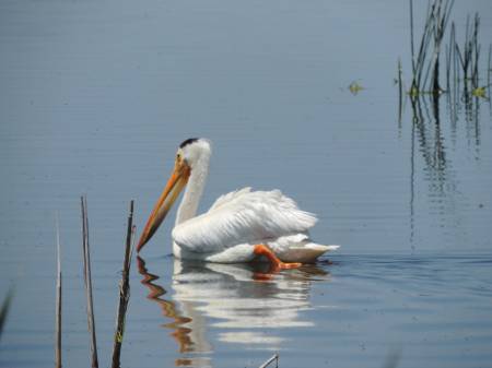 White Pelican