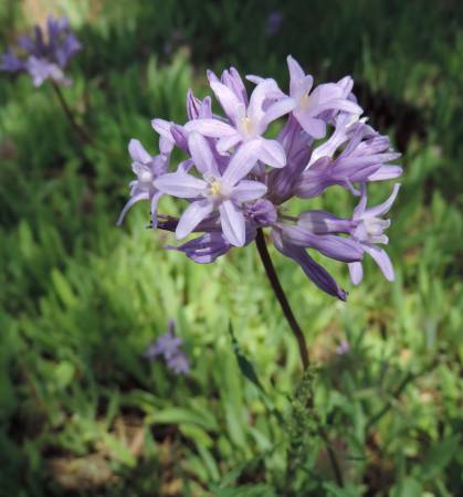 Ft Crook flower