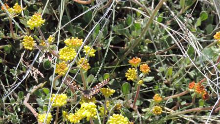 Lava Beds - butterfly &amp; buckwheat