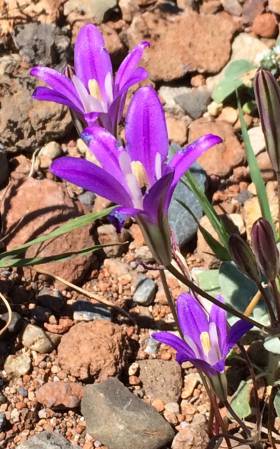 Hog Lake flower