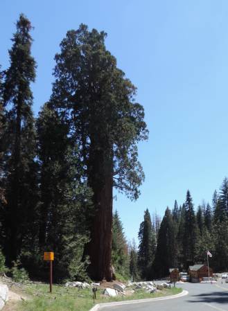 Kings Canyon Sequoia