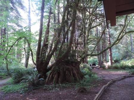 Redwoods - mega stump 1