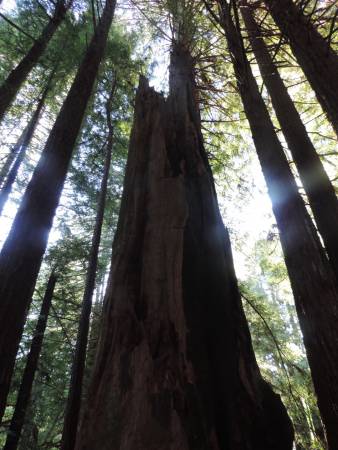 Redwoods - mega stump 2