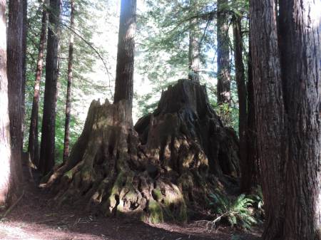 Redwoods - 471 mega stump