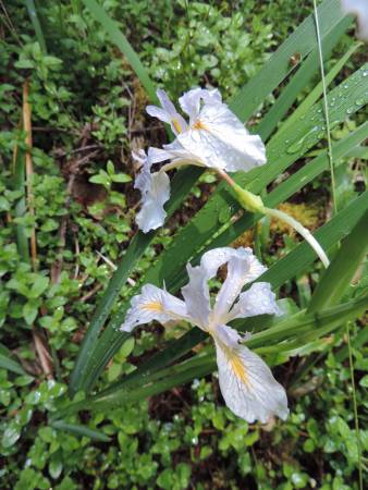 Hiouchi Iris - 475