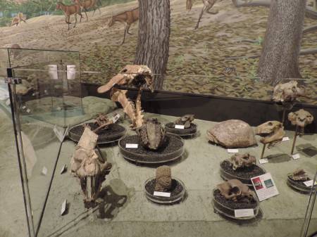 John Day Fossil display - 478