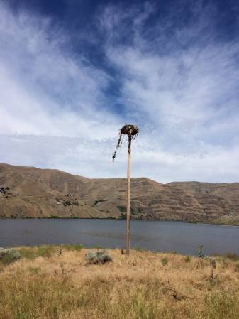 Osprey Nest pole - 484