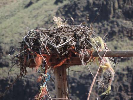 Osprey Nest -485