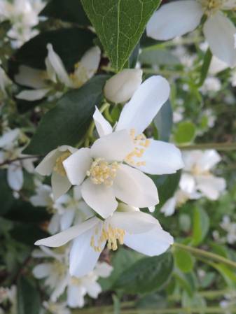 Syringa - Idaho State flower 490