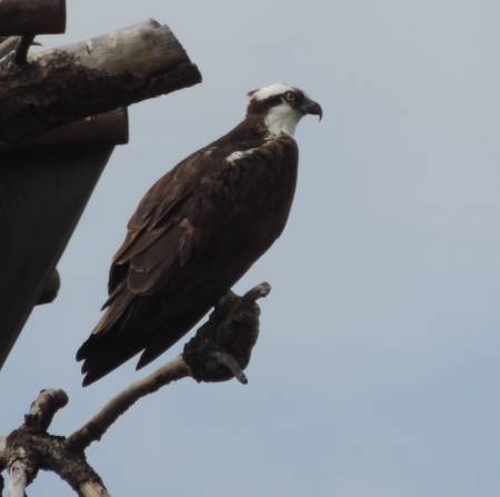 Lee Metcalf NWR Osprey - 495