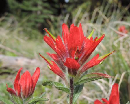 Paintbrush - Chief Joseph Pass 498