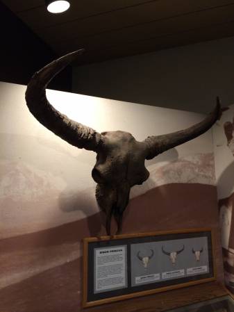 Bison horns, ancient - 503