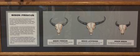 Bison horn display - 504